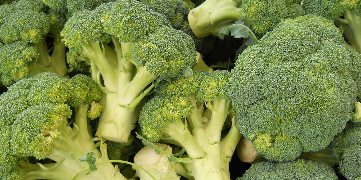 Broccoli resilienti: Murcia investe nella ricerca per affrontare i cambiamenti climatici